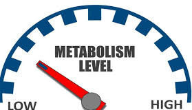 Che cosa è il metabolismo e come funziona?