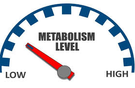 Che cosa è il metabolismo e come funziona?
